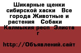 Шикарные щенки сибирской хаски - Все города Животные и растения » Собаки   . Калмыкия респ.,Элиста г.